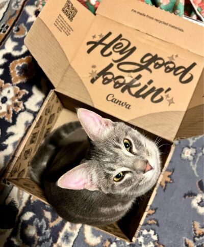 Picture of a grey cat looking upward from a box. The inside lid reads "Hey good looking". The cat's name is Clark.